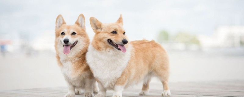 Can Corgis take a bath before vaccinations?