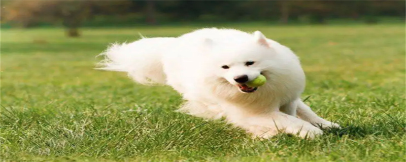 How to deal with food poisoning in Samoyed