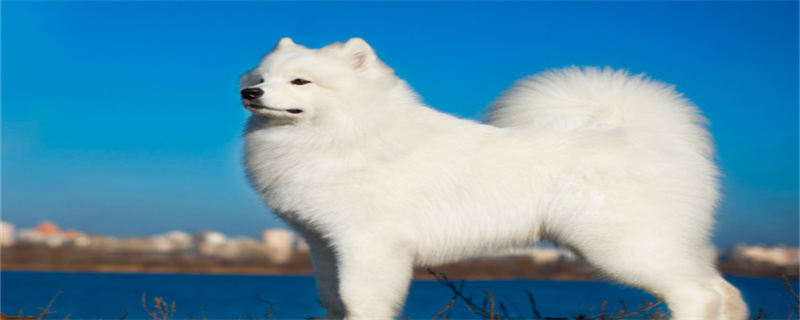 Why do Samoyeds catch a cold