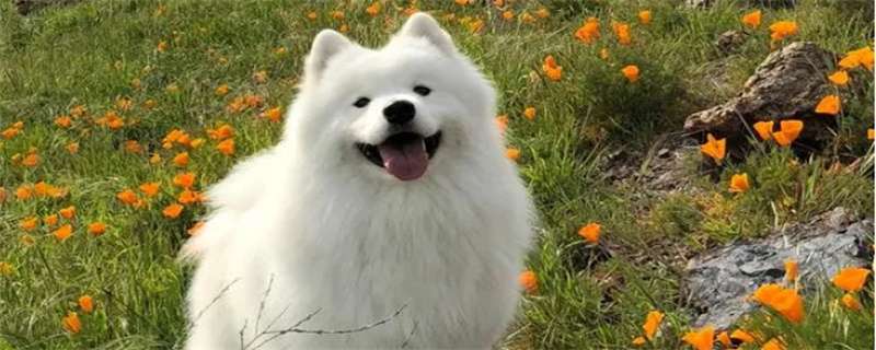 What to do if Samoyed catches a cold