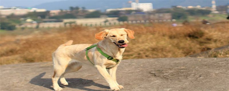 What are the symptoms of heatstroke in dogs?