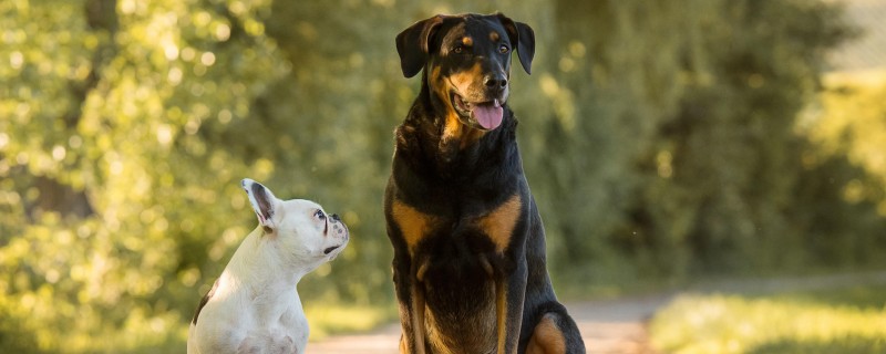 Can a dog with urethritis get pregnant?