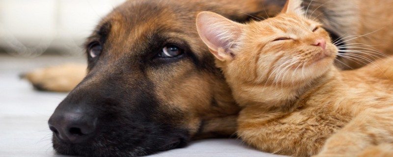 How long can cats and dogs live with ascites?