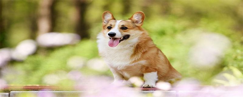 Why does corgi always have diarrhea