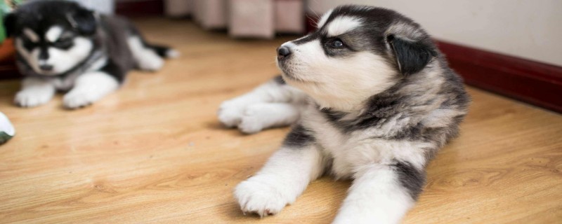 What medicine does the puppy have for parvovirus?