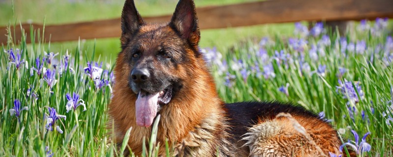 dog throwing up clear mucus