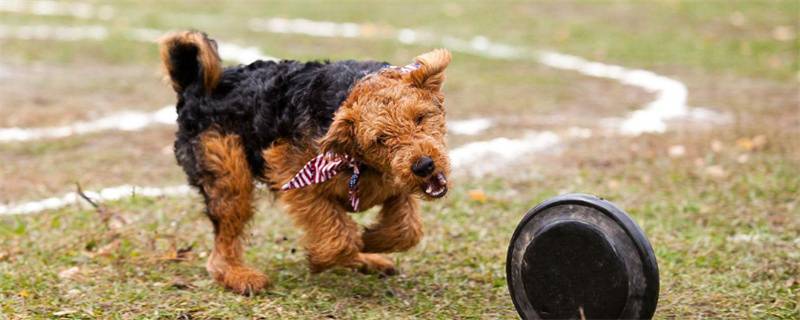 Why dogs can't hold back urine after neutering