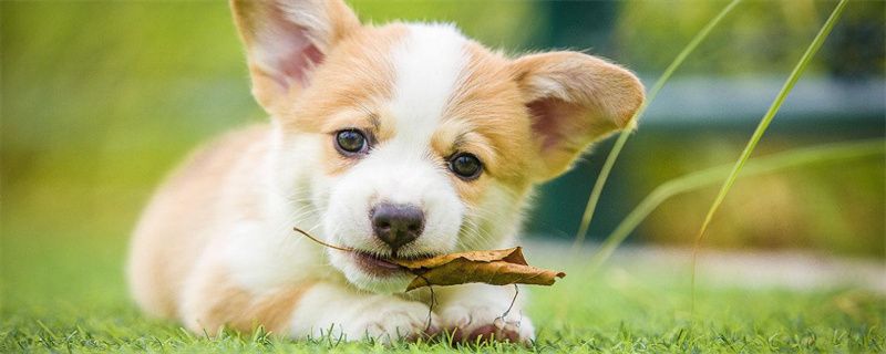 What medicine works well for dog ear mites