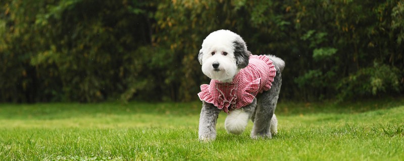 black patches on dog skin