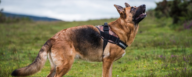 What are the black spots on dogs?