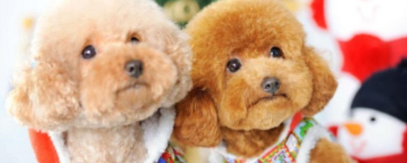 What will happen if the Teddy dog ​​is not vaccinated?