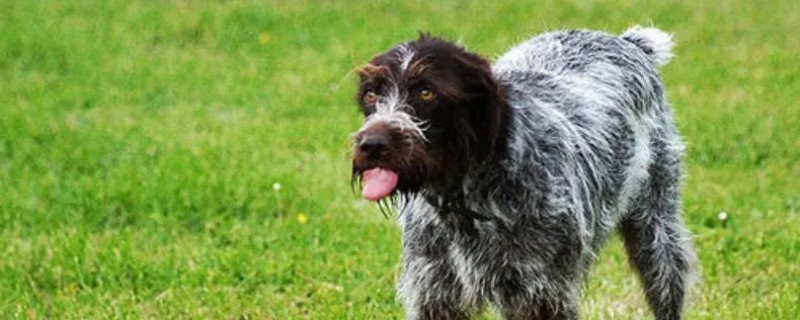 When to Spay a Wirehaired Pointing Griffon