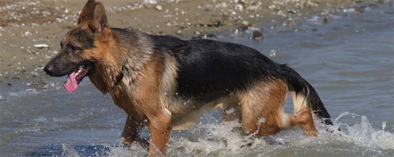 When do German Shepherds go into heat?