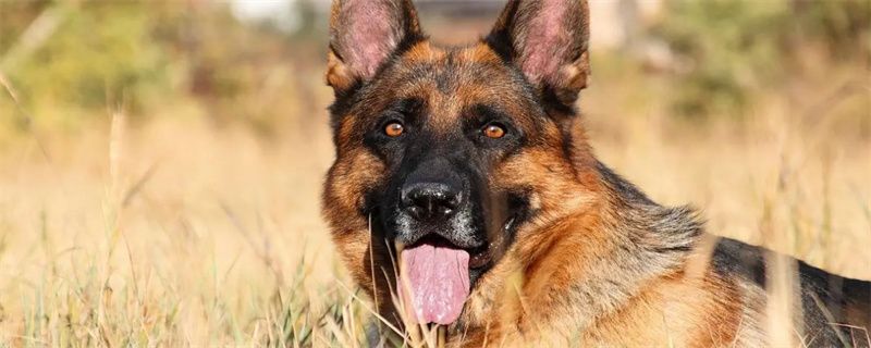 Precautions for sterilizing German Shepherds