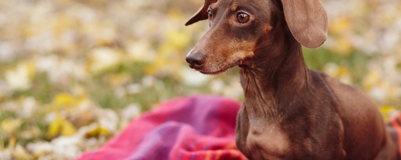 What should be noted when a dachshund is pregnant