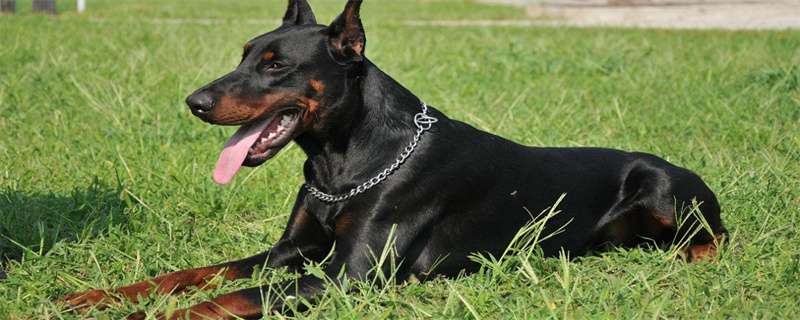 What are the symptoms of pregnancy in Doberman Pinschers?