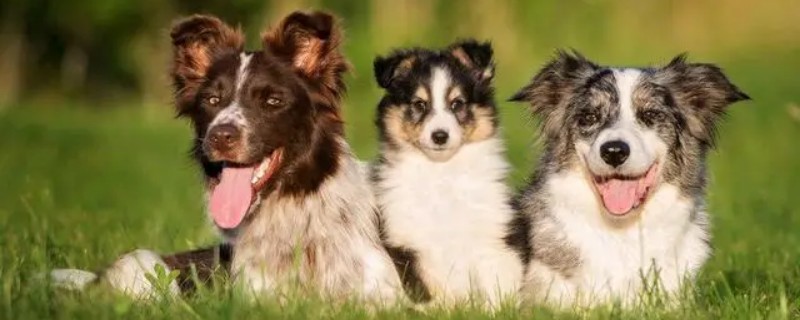 What happens in border collie's estrus period?