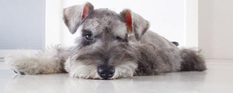 When Do Schnauzers Breed?