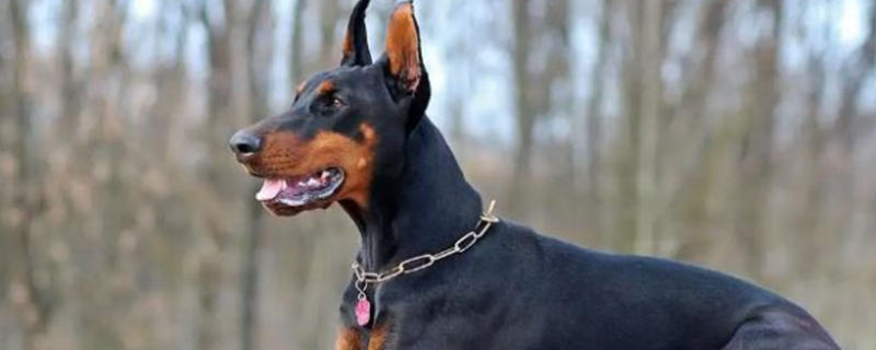 When is the Doberman Pinscher in heat?