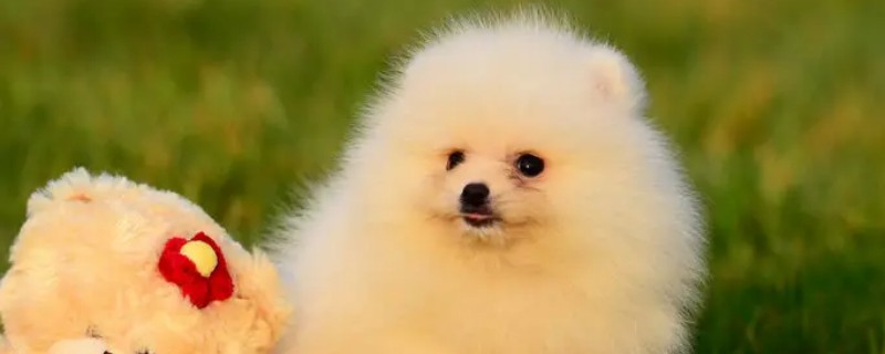 What does a Pomeranian eat after giving birth