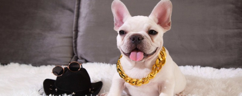 How long is the estrus period of a French Bulldog?