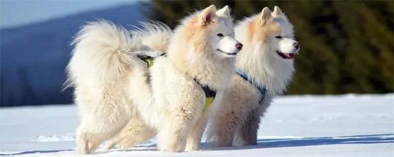 How long does it take for a Samoyed to breed when in heat?