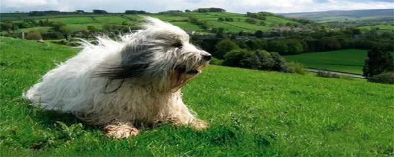 When is the best time to neuter Polish Lowland Sheepdogs