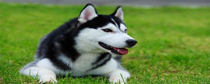 Best time to neuter female dogs