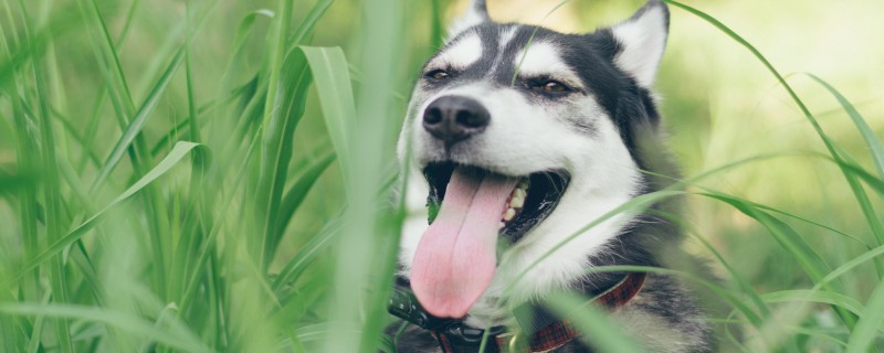 Can dogs be bathed while pregnant