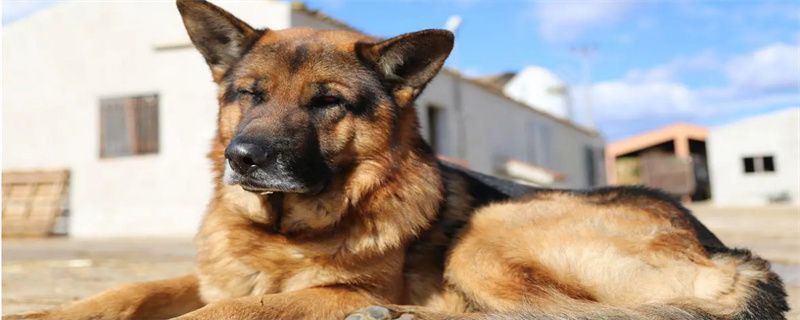 How does German Shepherd toilet and toilet train