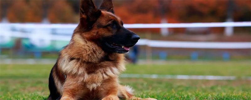 How does the German Shepherd train to refuse to eat?