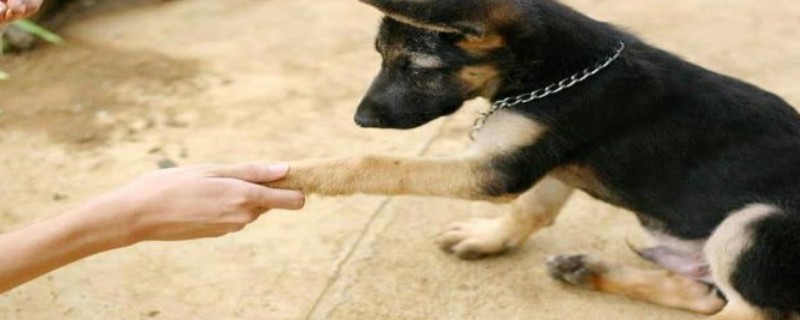 How to train a dog to shake hands