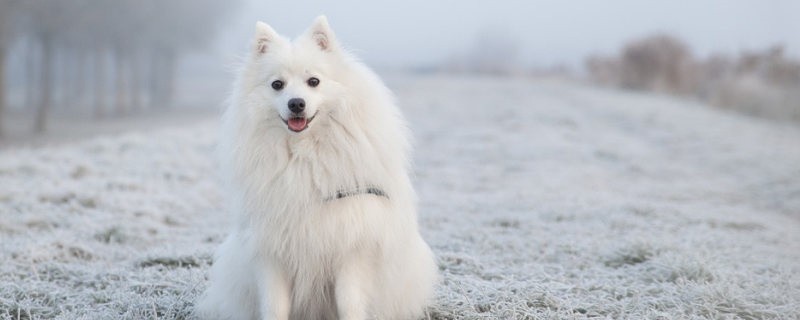 How to train a dog not to mess with food