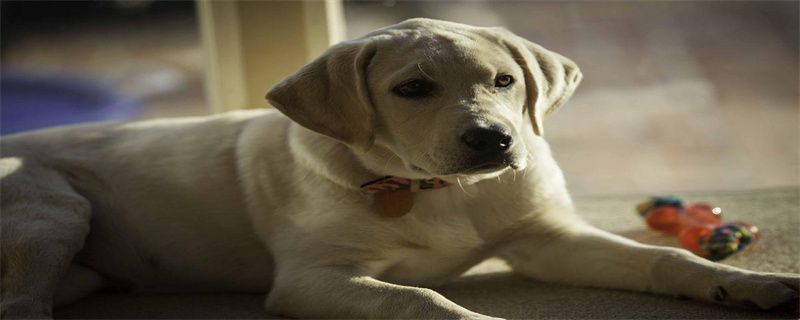 How to Train a Dog to Shake Hands