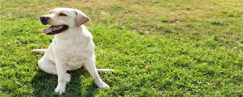 Dogs love to lick people's feet