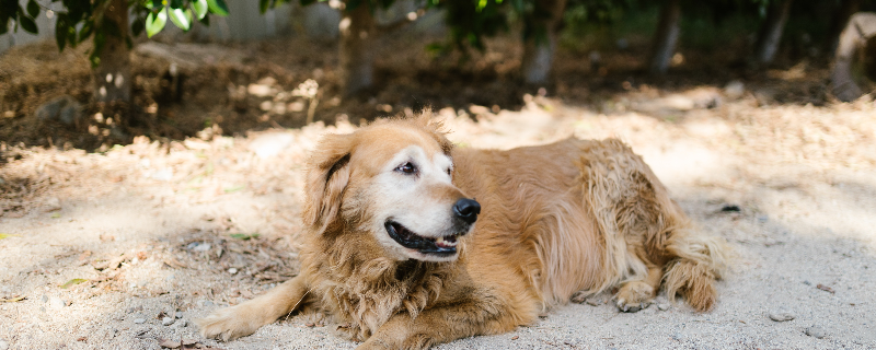 What does a golden retriever wagging its tail represent?