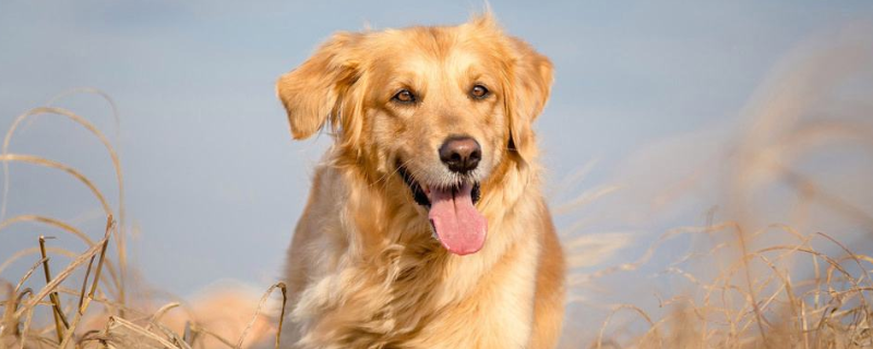 How to train a golden retriever to sit still