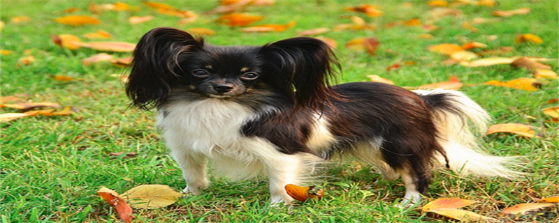 What food can Papillon dogs not eat?