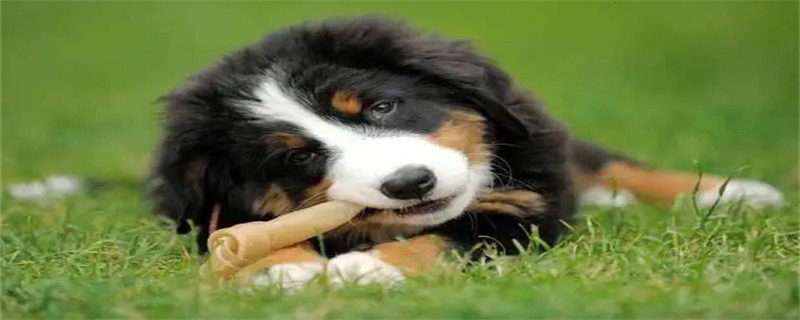 What Foods Can't Bernese Mountain Dogs Eat?