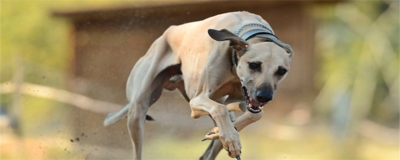 What foods can't Whippet dogs eat?