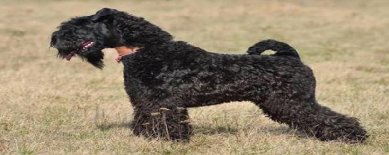 What Calcium Supplement Does Kerry Blue Terrier Eat?