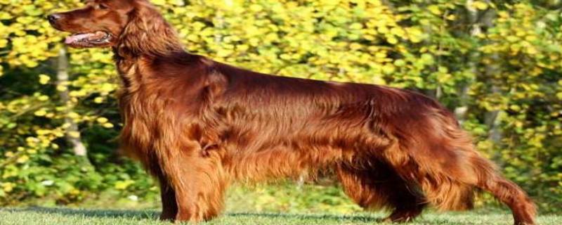 Can Irish Setters Eat Eggs?