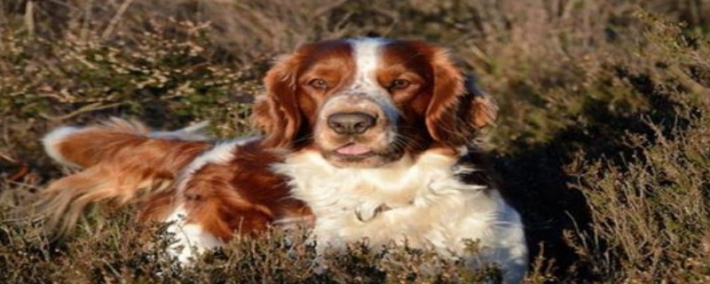 What to do if the Welsh Springer Spaniel loses hair