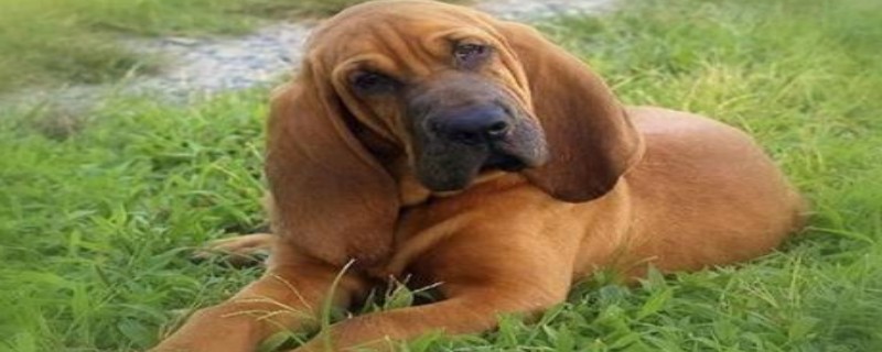 What to pay attention to when taking a bloodhound bath