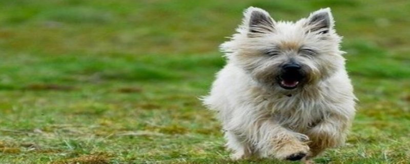 How to clean Cairn Terrier teeth