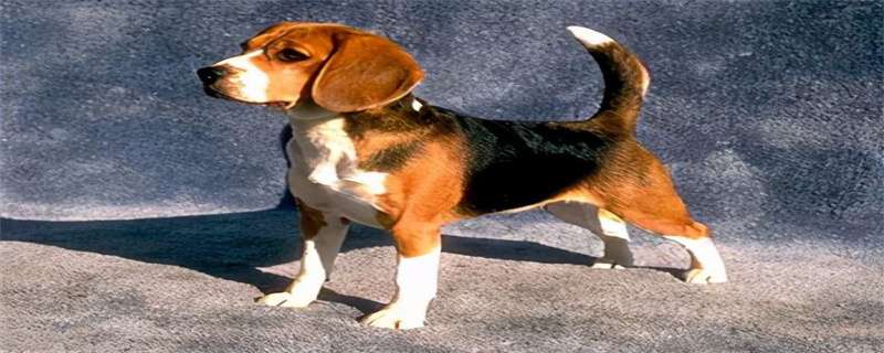 What to do if a field beagle has lice?