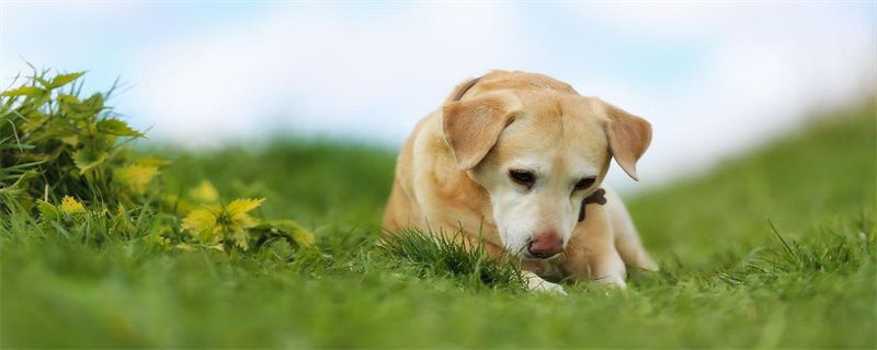 Points for attention in dog diet after neutering