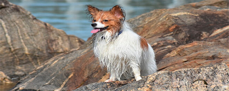 What kind of food is good for Papillon dogs