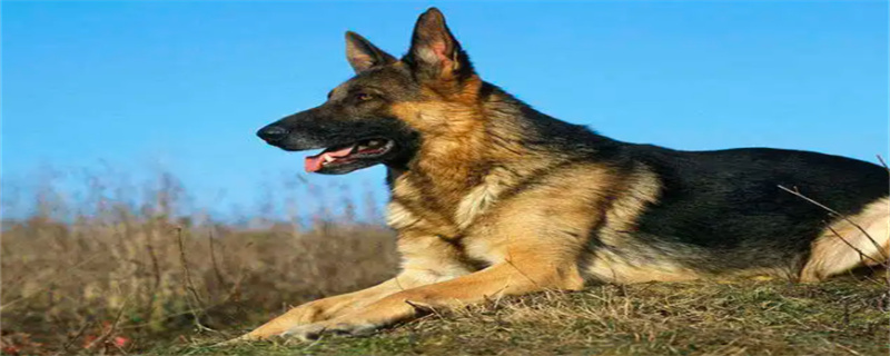 What food is good for German Shepherds?