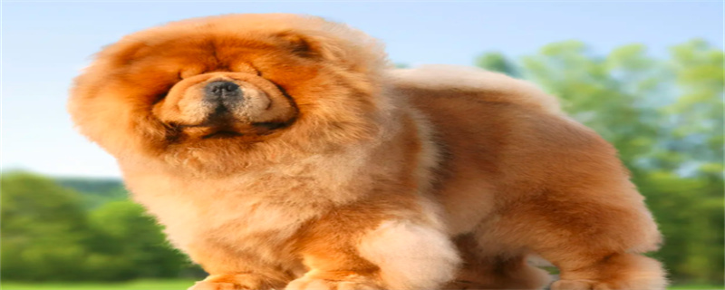 What kind of food is good for Chow Chow?